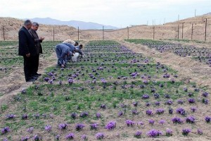 آغاز برداشت زعفران از مزارع تحقیقاتی دانشگاه آزاد رودهن