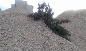 خاک بر سرریزی شبانه بر روی کاجهای بیست ساله در دماوند خاک بر سرریزی شبانه بر روی کاجهای بیست ساله در دماوند