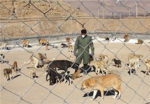 جمعآوری ۸۰ سگ ولگرد تاکنون در آبسرد جمعآوری ۸۰ سگ ولگرد تاکنون در آبسرد