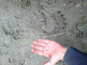 تخریب ناگهانی کندوهای زنبور عسل و باغهای روستای هویر دماوند/ ردپای خرس و احتمال حضور آن در این روستا موجب نگرانی اهالی شده است تخریب ناگهانی کندوهای زنبور عسل و باغهای روستای هویر دماوند/ ردپای خرس و احتمال حضور آن در این روستا موجب نگرانی اهالی شده است