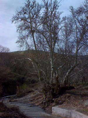 گذر رود خانه تار رود دماوند از کنار درخت چنار چند هزار ساله که قطر تنه این درخت به 45 متر می رسد