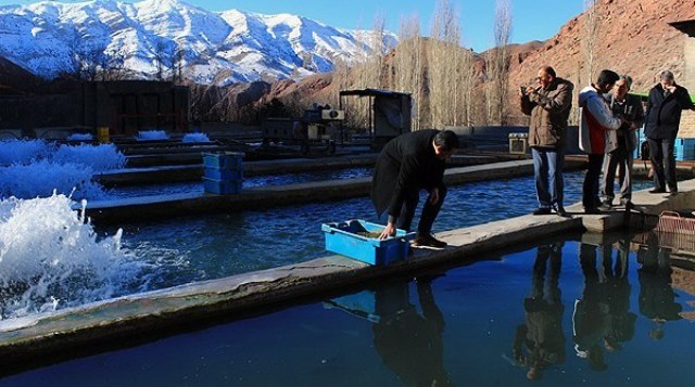 PARVARESH MAHI RODAFSHAN (5)