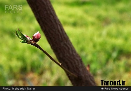bahari damavand (11)