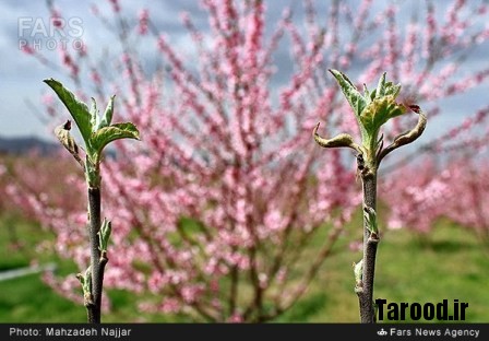 bahari damavand (12)