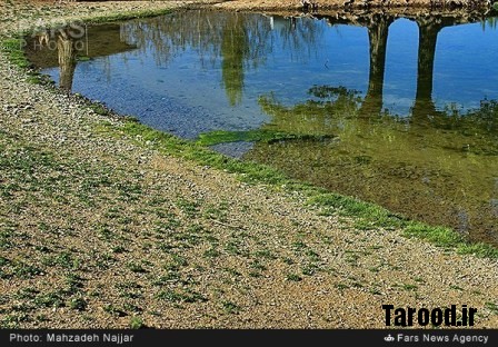 bahari damavand (15)