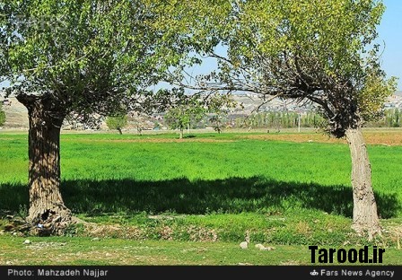 bahari damavand (16)