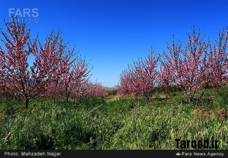 bahari damavand (20)