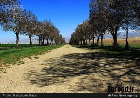 bahari damavand (22)