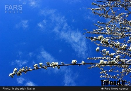 bahari damavand (29)