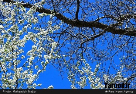 bahari damavand (3)