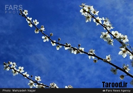 bahari damavand (30)