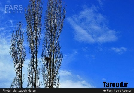 bahari damavand (32)