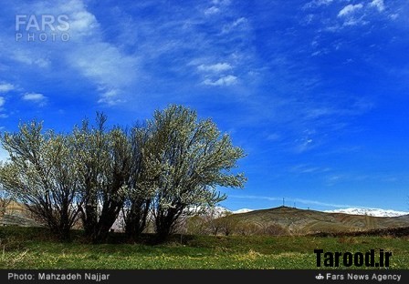 bahari damavand (33)