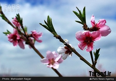 bahari damavand (9)