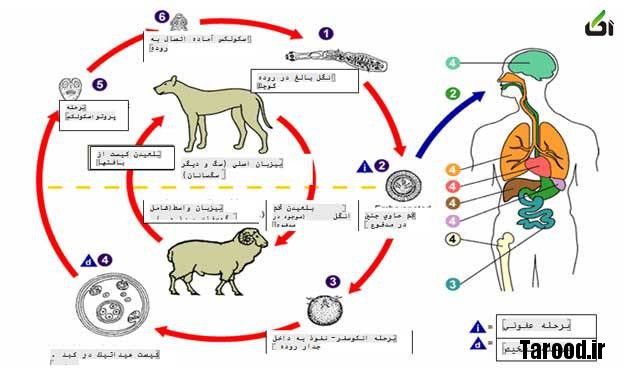 بیماریهای قابل انتقال از حیوانات خانگی به انسان بیماری مشترک حیوان و انسان,حیوانات خانگی,بیماری های حیوانات