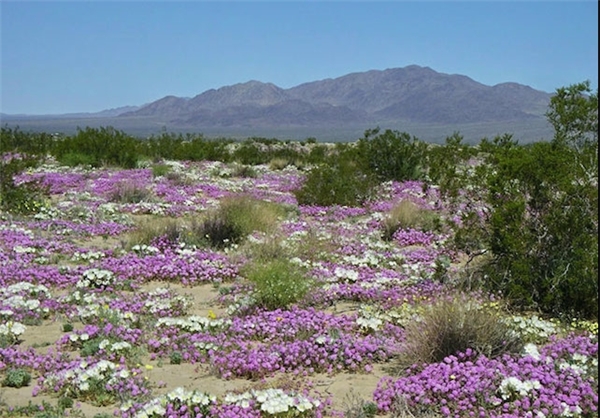 کویری پُر از شکوفه