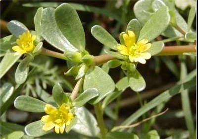 سبزی خرفه