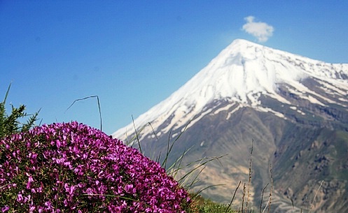 گیاه آویشن