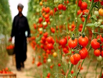 گرانی بی سابقه گوجه فرنگی