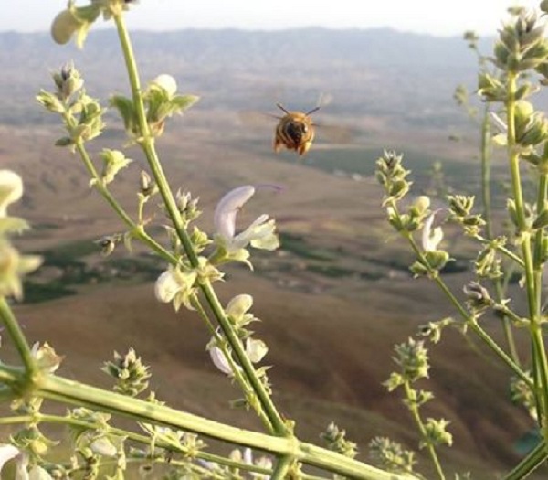 طبیعت بهاری دماوند