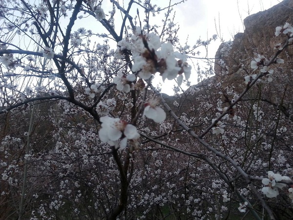 طبیعت بهاری دماوند