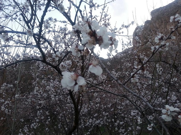 طبیعت بهاری دماوند