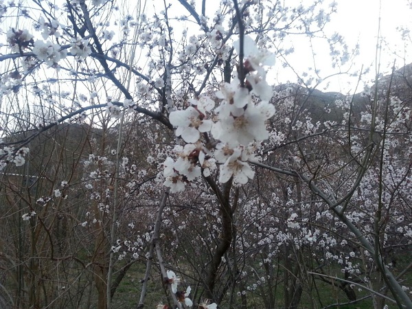 طبیعت بهاری دماوند