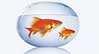 ماهی قرمز