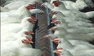 مرغ قرنطینه