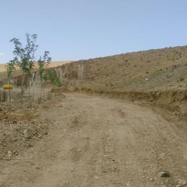 چنار شرق دماوند