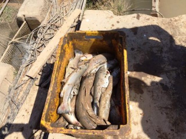 PARVARESH MAHI RODAFSHAN (1)