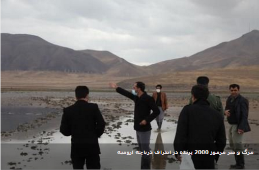 مرگ پرنده دریاچه ارومیه