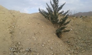 درختان کاج دماوند