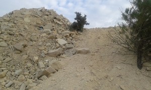 درختان کاج دماوند