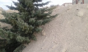درختان کاج دماوند