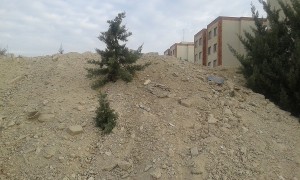 درختان کاج دماوند