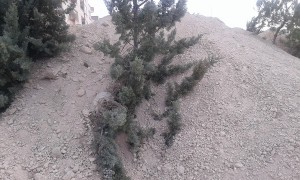 درختان کاج دماوند