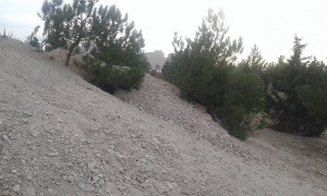 درختان کاج دماوند
