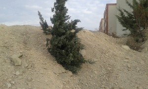 درختان کاج دماوند
