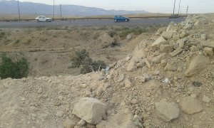 درختان کاج دماوند