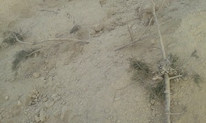 درختان کاج دماوند