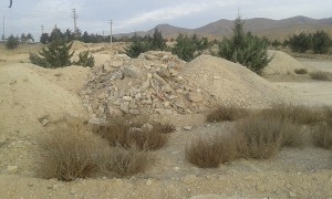 درختان کاج دماوند