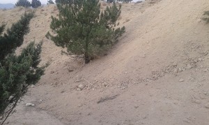 درختان کاج دماوند
