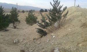درختان کاج دماوند