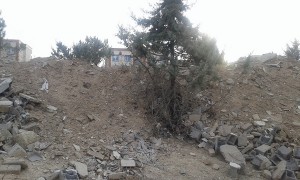درختان کاج دماوند