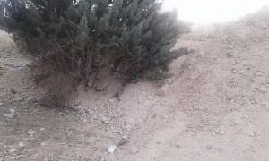 درختان کاج دماوند