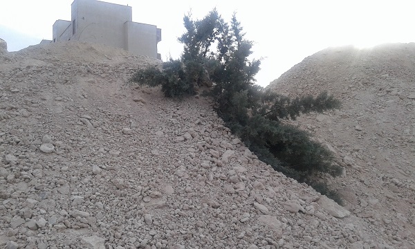 درختان کاج دماوند