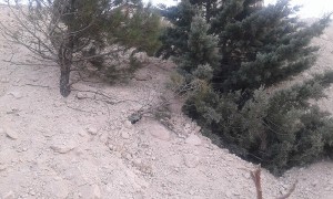درختان کاج دماوند
