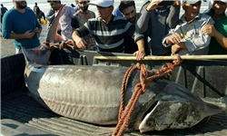 ماهی 244 کیلوگرمی در دریای محمودآباد