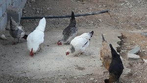 مدرسه طبیعت شهرستان دماوند